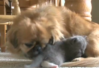 Hund, Katt